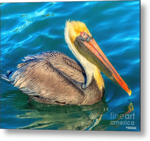 Avian Metal Print featuring the photograph Brown Pelican - North American bird of the pelican family by Stefano Senise