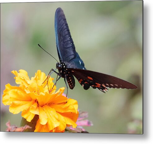 Butterfly Metal Print featuring the photograph Butterfly on Marigold 3246 by John Moyer