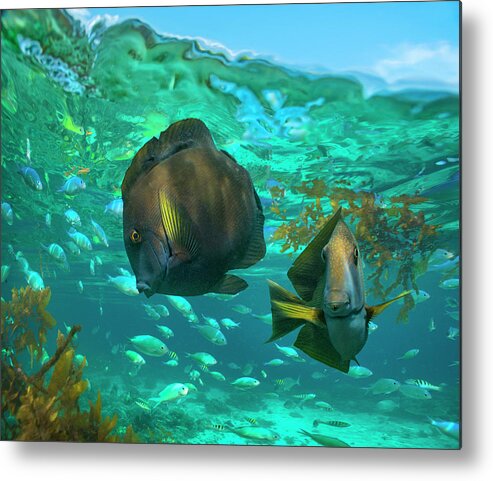 00586457 Metal Print featuring the photograph Butterflyfish Pair And Blue Chromis, Balicasag Island, Philippines by Tim Fitzharris