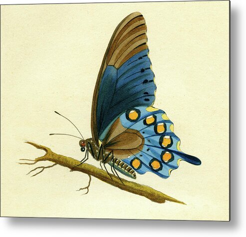 Entomology Metal Print featuring the mixed media butterfy detail - Papilio Philenor by Unknown