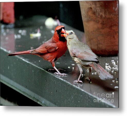 Female Northern Cardinal Metal Print featuring the photograph Cardinal Love 2 by Patricia Youngquist