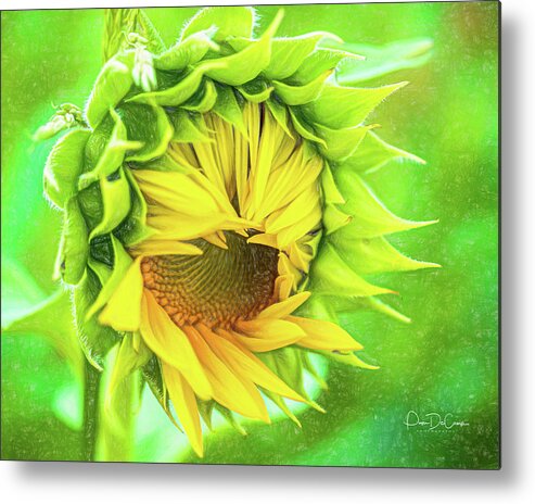 Sunflower Metal Print featuring the photograph Carefree by Pam DeCamp