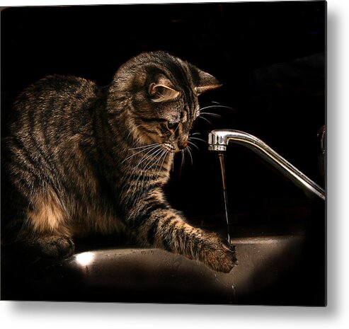 Pets Metal Print featuring the photograph Cat & Water by Image By Stephen Garner