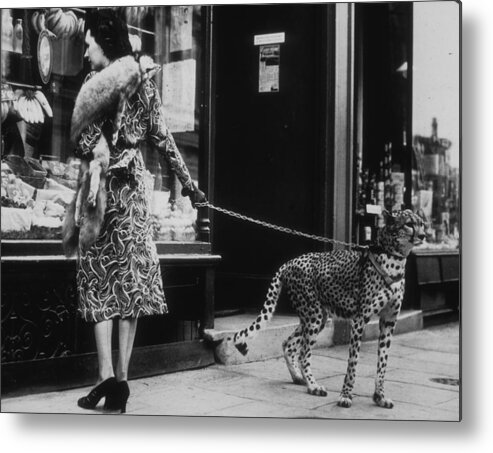 Pets Metal Print featuring the photograph Cheetah Who Shops by B. C. Parade