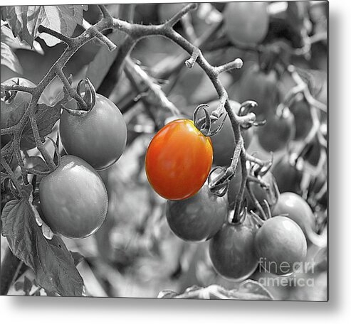 Black And White Metal Print featuring the photograph Cherry Tomatoes Partial Color by Smilin Eyes Treasures