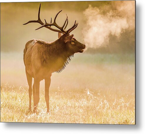 Elk Metal Print featuring the photograph Frosty Bugle Breath by Marcy Wielfaert