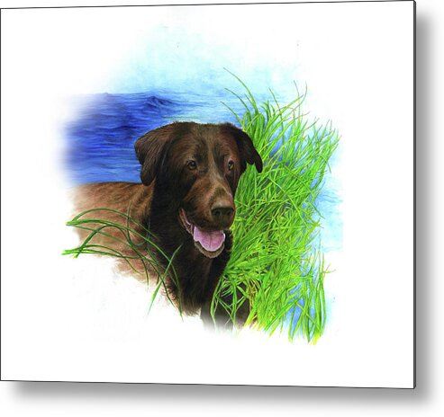 Commissioned Chocolate Lab Watercolour Art By Patrice Metal Print featuring the painting Chocolate Lab in water by Patrice Clarkson