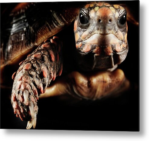 Pets Metal Print featuring the photograph Close Up Of Eastern Hermanns Tortoise by Henrik Sorensen