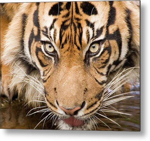 One Animal Metal Print featuring the photograph Closeup Of Tiger by Jenfelix