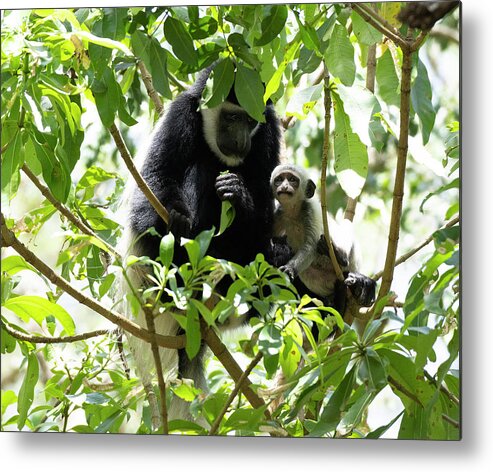 Colobus Metal Print featuring the photograph Colobus Monkey with baby by Patrick Nowotny