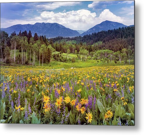 Idaho Scenics Metal Print featuring the photograph Color of Spring by Leland D Howard