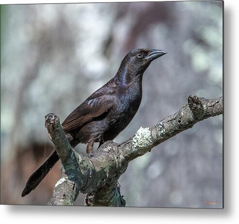 Nature Metal Print featuring the photograph Common Grackle DSB0347 by Gerry Gantt