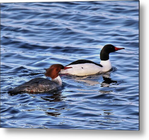 Common Metal Print featuring the photograph Common Merganser Pair by Arvin Miner