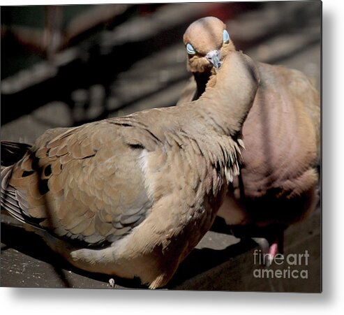 Female Mourning Dove Metal Print featuring the photograph Cooing Mourning Doves 1 by Patricia Youngquist
