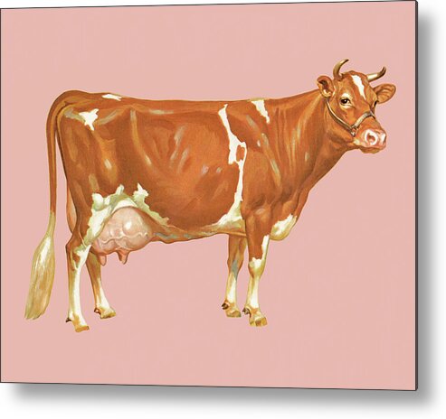 Agriculture Metal Print featuring the drawing Cow by CSA Images