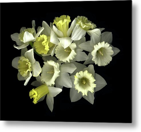 Daffodils Metal Print featuring the painting Daffodils by Susan S. Barmon