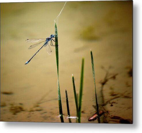 Damselfly Metal Print featuring the photograph Damselfly Familiar Bluet by Laura Vilandre