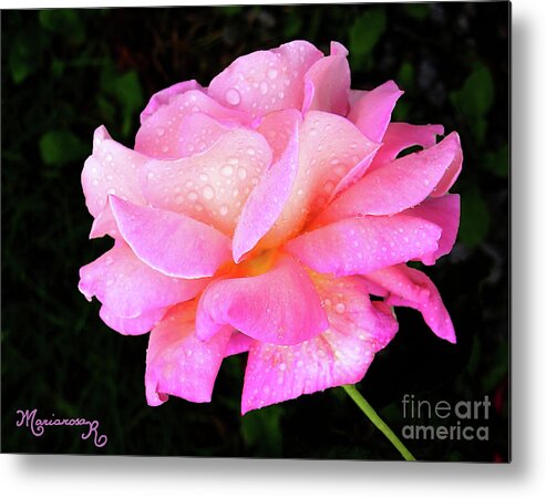 Flora Metal Print featuring the photograph Dewdrops on Roses... by Mariarosa Rockefeller