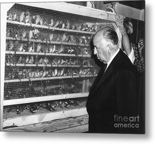 Birdcage Metal Print featuring the photograph Director Alfred Hitchcock Inspects by Bettmann