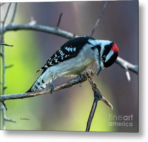 Woodpeckers Metal Print featuring the photograph Downy Woodpecker by DB Hayes