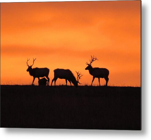 Elk Metal Print featuring the photograph Elk in the morning light by Keith Stokes