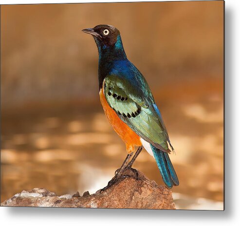 Starling Metal Print featuring the photograph European Starling by Miary Andria