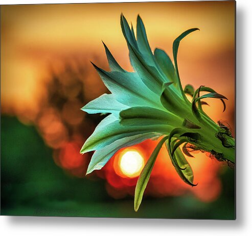 Backlit Metal Print featuring the photograph Even those that bloom in darkness can find the light by Robert FERD Frank