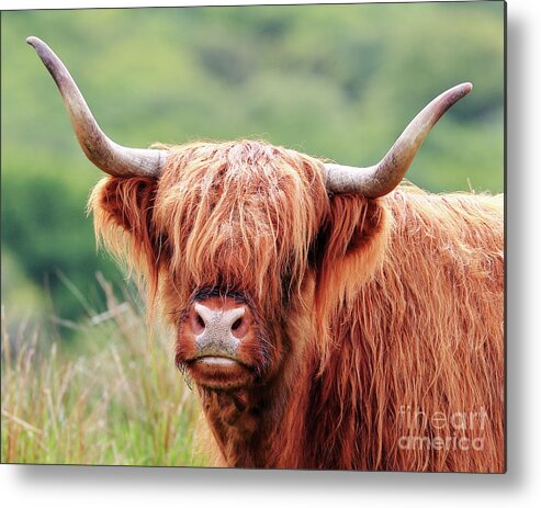 Highland Cow Metal Print featuring the photograph Face-to-face with a Highland Cow by Maria Gaellman