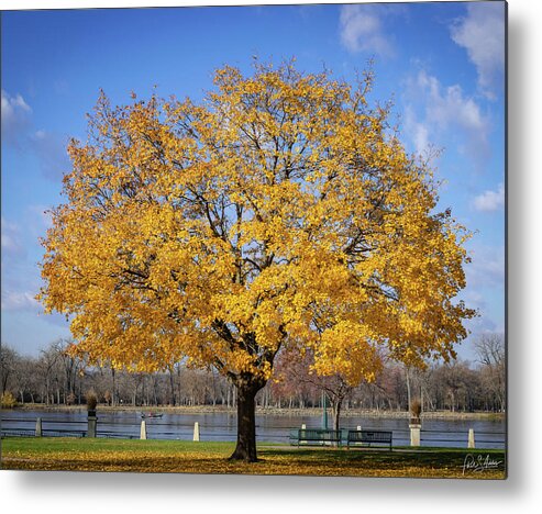 Trees Metal Print featuring the photograph Fall is Golden by Phil S Addis