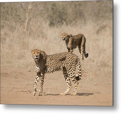 Cheetah Metal Print featuring the photograph Father And Son by Davide