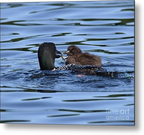 Loon Metal Print featuring the photograph Feeding Time by Steve Brown
