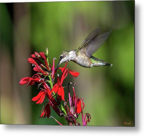 Nature Metal Print featuring the photograph Female Ruby-throated Hummingbird DSB0319 by Gerry Gantt