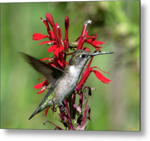 Nature Metal Print featuring the photograph Female Ruby-throated Hummingbird DSB0325 by Gerry Gantt