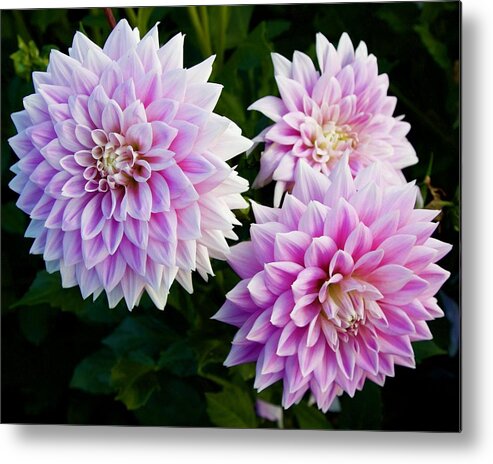 Dahlia Metal Print featuring the photograph Ferncliff Inspiration Trio by Todd Kreuter
