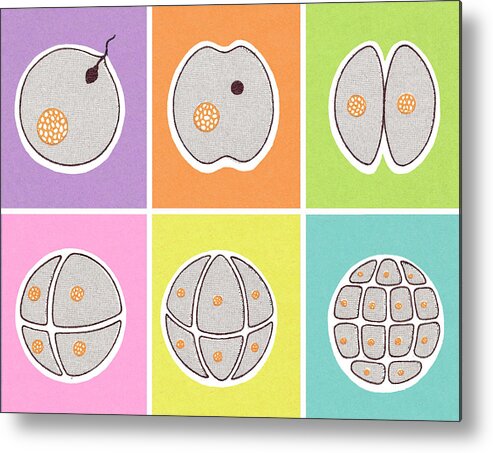Biology Metal Print featuring the drawing Fertilzed Egg Dividing by CSA Images