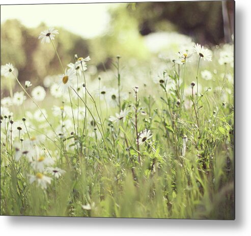 Tranquility Metal Print featuring the photograph Field Of Daisies by Liz Rusby