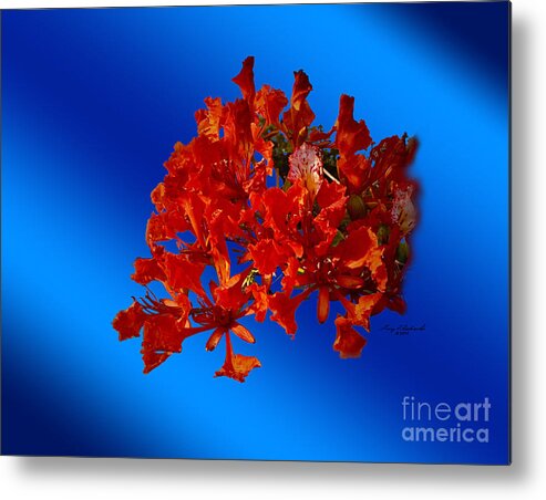 Brilliant Metal Print featuring the photograph Flaming Royal Poinciana by Gary F Richards