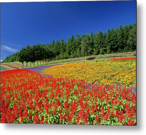 Scenics Metal Print featuring the photograph Flower Field, Nakafurano, Hokkaido by Mixa