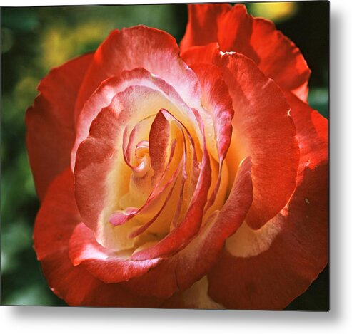 Orange Color Metal Print featuring the photograph Flower In Kowloon Park by Flickr