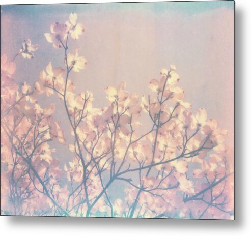 Photography Metal Print featuring the photograph Flowering Dogwood II by Jason Johnson