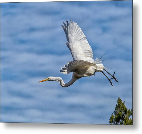 Skidaway Island Metal Print featuring the photograph Freestyle by Ray Silva
