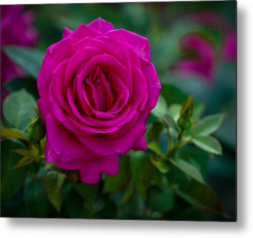 Rose Metal Print featuring the photograph Fuchsia Rose by Susan Rydberg