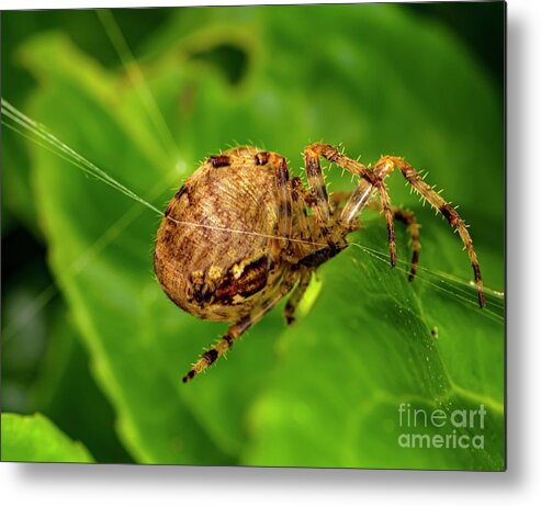 Garden Spider Metal Print featuring the photograph Garden Spider On Spider Silk by Ian Gowland/science Photo Library