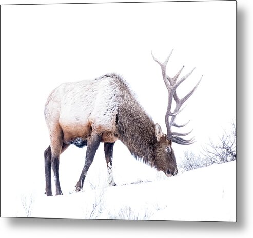 Wildlife Elk Yellowstone Metal Print featuring the photograph Getting Too Close by Bill Mugg