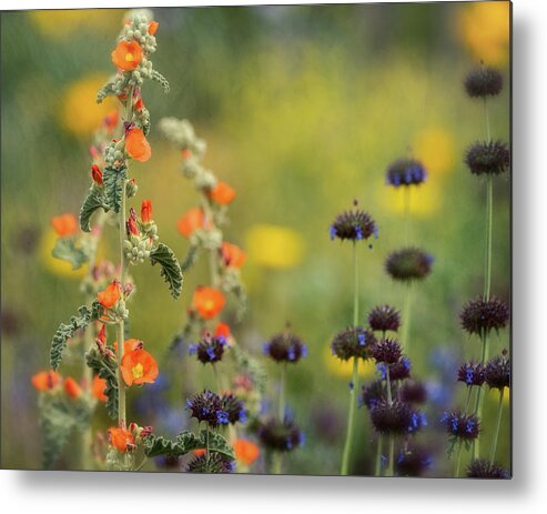 Wildflowers Metal Print featuring the photograph Globemallow and Desert Chia by Saija Lehtonen