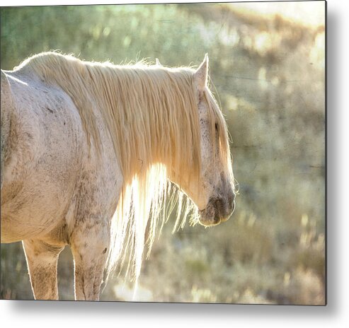 Wild Horse Metal Print featuring the photograph Glowing by Mary Hone
