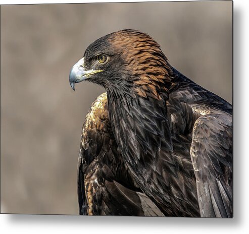 Birds Metal Print featuring the photograph Golden Eagle Profile by Dawn Key