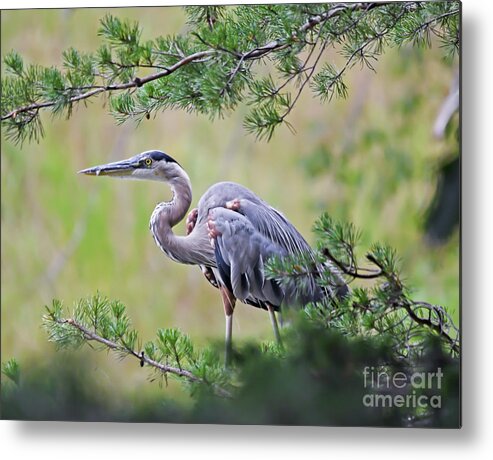 Great Blue Heron Metal Print featuring the photograph Great Blue Heron at Claytor Lake State Park by Kerri Farley
