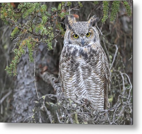 Sam Amato Photography Metal Print featuring the photograph Great Horned Owl Denali Park by Sam Amato