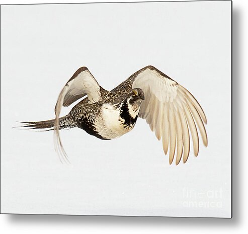 Bird Metal Print featuring the photograph Greater Sage Grouse on the Wing by Dennis Hammer